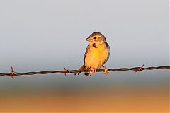 Dickcissel