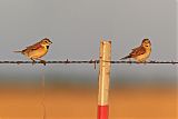 Dickcissel