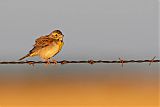 Dickcissel