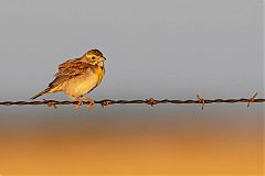 Dickcissel