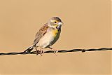 Dickcissel