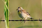 Dickcissel