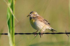 Dickcissel