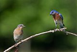 Eastern Bluebirdborder=