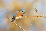 Eastern Bluebird