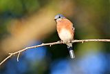 Eastern Bluebird