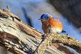 Eastern Bluebird