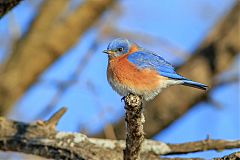 Eastern Bluebird