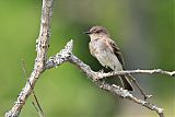 Eastern Phoebe