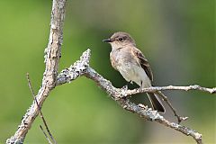 Eastern Phoebe