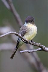 Eastern Phoebe