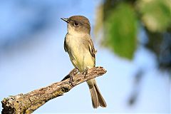 Eastern Phoebe