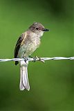 Eastern Phoebe