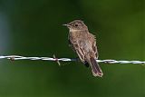 Eastern Phoebe