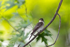 Eastern Wood-Pewee