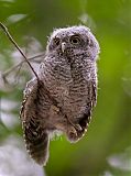 Eastern Screech-Owlborder=