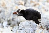 Erect-crested Penguin