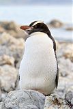 Erect-crested Penguin