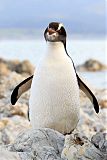 Erect-crested Penguin