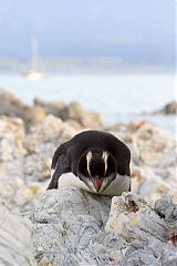 Erect-crested Penguin