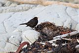 Eurasian Blackbirdborder=