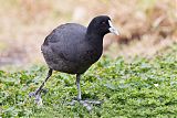 Eurasian Cootborder=