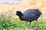 Eurasian Cootborder=