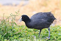 Eurasian Coot