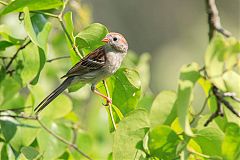 Field Sparrow