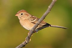 Field Sparrow