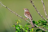 Field Sparrowborder=