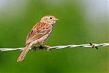 Field Sparrowborder=