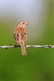 Field Sparrow