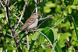 Field Sparrow