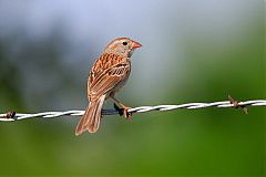 Field Sparrow