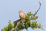 Field Sparrow