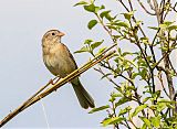 Field Sparrowborder=