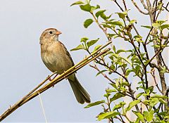 Field Sparrow