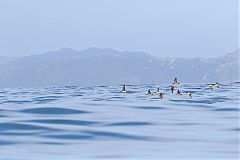 Fluttering Shearwater