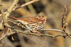 Fox Sparrow