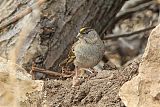 Golden-crowned Sparrow