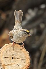 Golden-crowned Sparrow