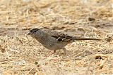 Golden-crowned Sparrow