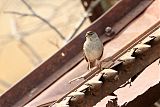 Golden-crowned Sparrowborder=