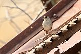 Golden-crowned Sparrow