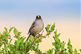 Golden-crowned Sparrow