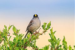 Golden-crowned Sparrow