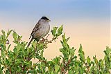 Golden-crowned Sparrowborder=