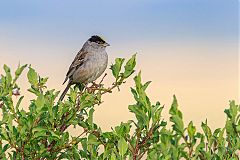 Golden-crowned Sparrow