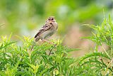 Grasshopper Sparrowborder=